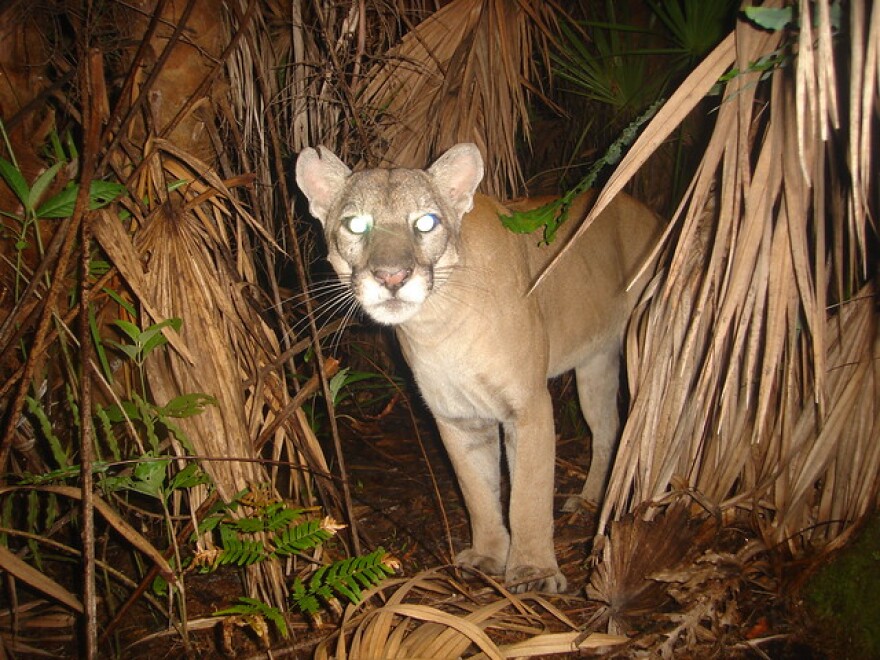 The Florida panther was first protected under a federal endangered species list in 1967 and was later one of the first species protected under the Endangered Species Act passed in 1973.