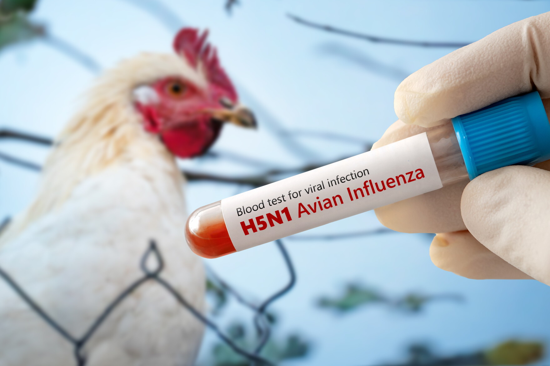 Avian Influenza Confirmed at Maricopa County Poultry Farm