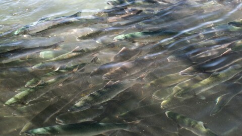Pink salmon in Kodiak's American River, Aug. 17, 2025.
