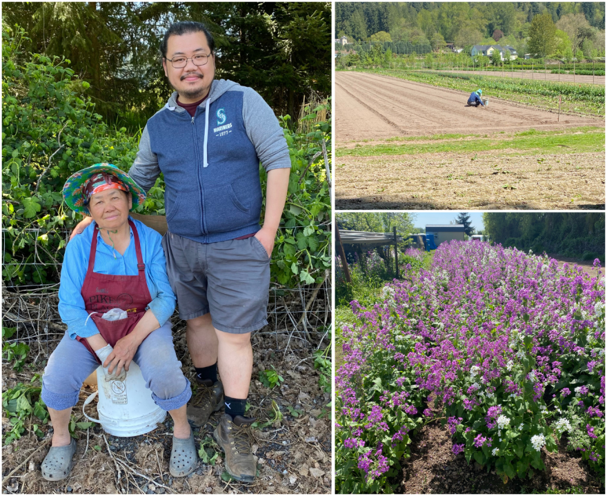 A collage of three pictures, one featuring a woman sitting on a bucket with a man standing next to her, another of a lone figure bent down in an empty field and the third of rows of a blooming purple flower.