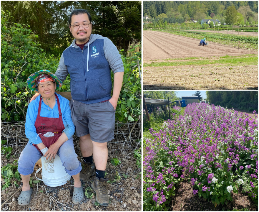  A collage of three pictures, one featuring a woman sitting on a bucket with a man standing next to her, another of a lone figure bent down in an empty field and the third of rows of a blooming purple flower.