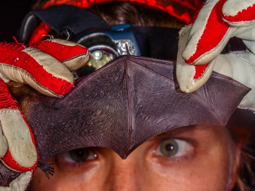 Vona Kuczynska checks the wing of a big brown bat for spots, holes or tears. Any damage could be a sign of white nose syndrome, a fungal disease that has killed more than 5.5 million bats in the Eastern U.S. and Canada.