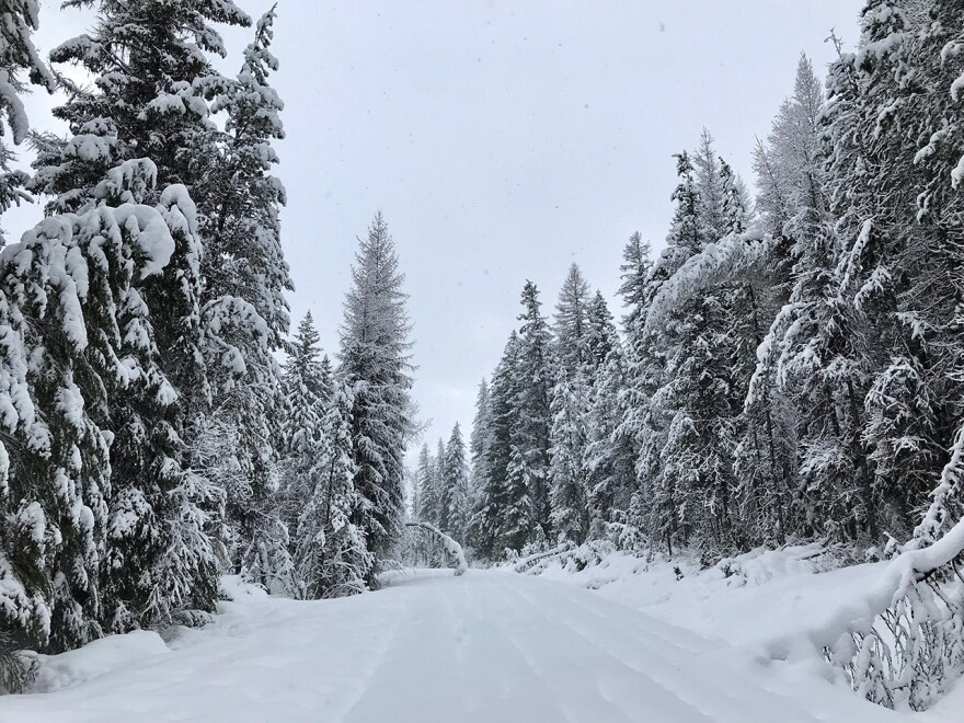 The trail to Piper Creek falls within the bounds of the proposed Swan Forest Initiative’s conservation forest. 