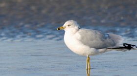 Ring-Billed Gull — Milford, Conn.