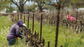 Work continues at a winery in Clarksburg, Calif., last month. Farms are operating as essential businesses amid the coronavirus pandemic.
