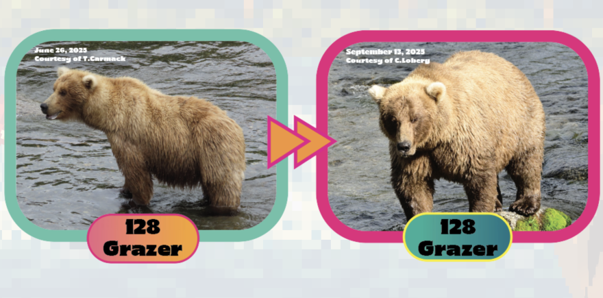 Grazer is the current reigning Fat Bear champ.