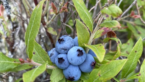 Wild blueberries in Baxter State Park in 2024.