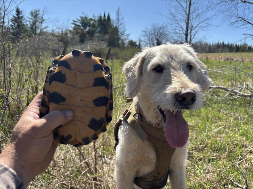 Mooz with a wood turtle he found.