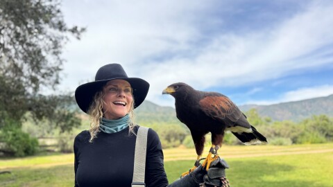 Master falconer Denise Disharoon runs falconry experiences in Ojai