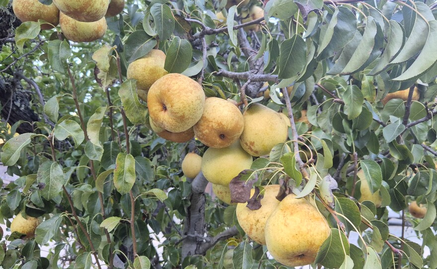 Bartlett Pears are the ones with which Americans are familiar.