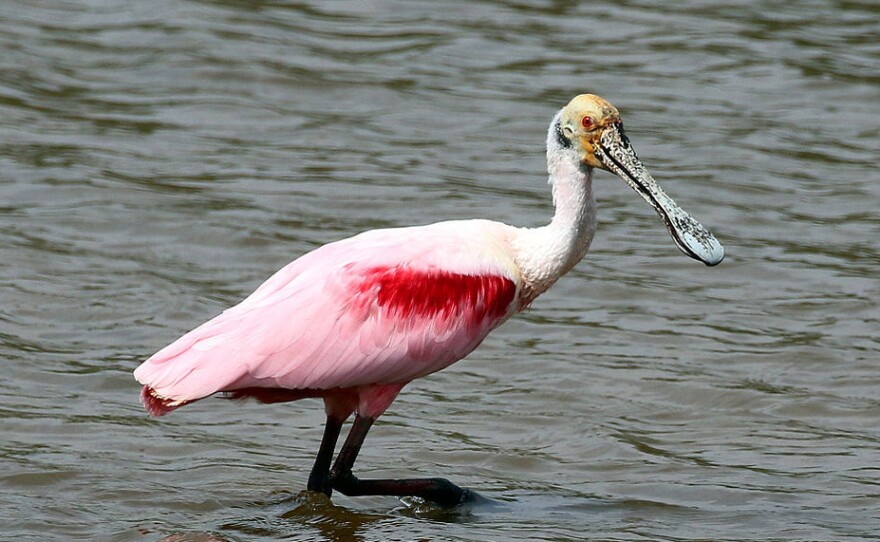 A roseate spoonbill
