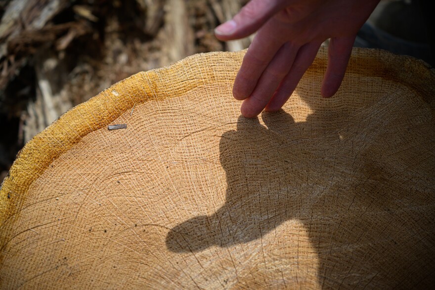 Sharon, Ct. — April 04, 2025 — DEEP Forester Jeremy Clark points to the rings of a harvested oak tree exhibiting the spongy outer rings indicative of damage done by a Spongy Moth Caterpillar infestation in a section of the Housatonic State Forest where 90-percent of its trees were killed or severely affected. The land, whose trees were once clear cut and burnt for charcoal to be used in smelting iron ore, is now dominated by oak with the cessation of that practice. As dead and dying oak trees are harvested for lumber, Clark hopes better management will result in an heathy increase in plant and animal diversity. (Mark Mirko/Connecticut Public)