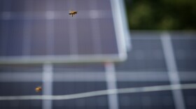 Bees make their way to their hive on Thursday, October 3, 2024 at Dominion's Black Bear Solar Farm in Dillwyn, Virginia.