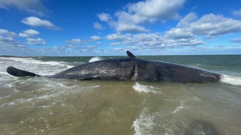 A dead sperm whale in shallow water with a visible gash on its side