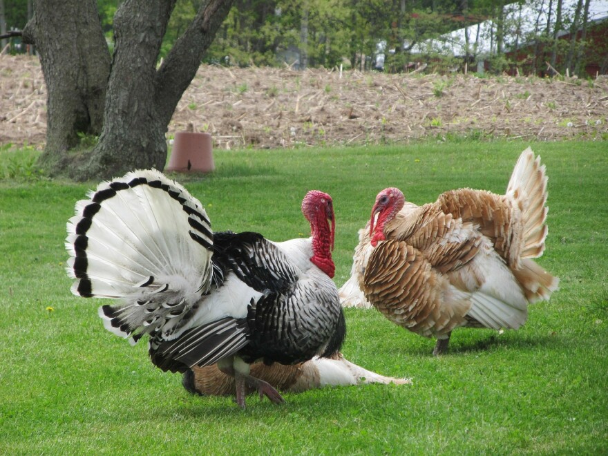 Two turkeys plot to disrupt your Thanksgiving travel. (Kidding!)