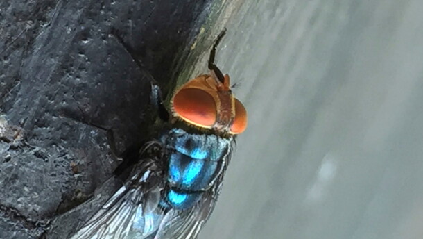 FILE - An adult New World screwworm fly sits in this undated photo.