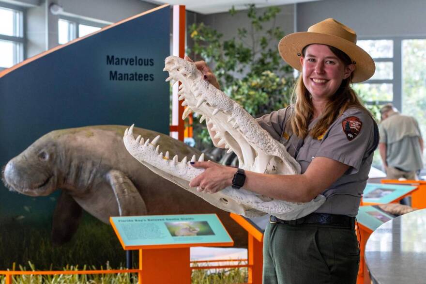 A park ranger shows a crocodile skeleton.