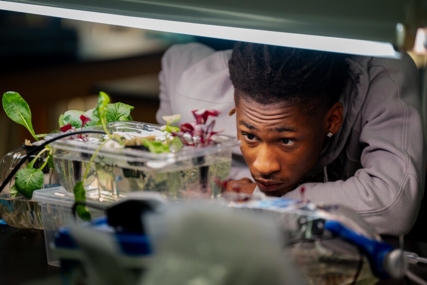 Jashan Smith, a senior at University City High School in the St. Louis area, looks at lettuce growth during an agriculture sciences class at the school on Wednesday, March 4, 2026, in University City, Missouri.