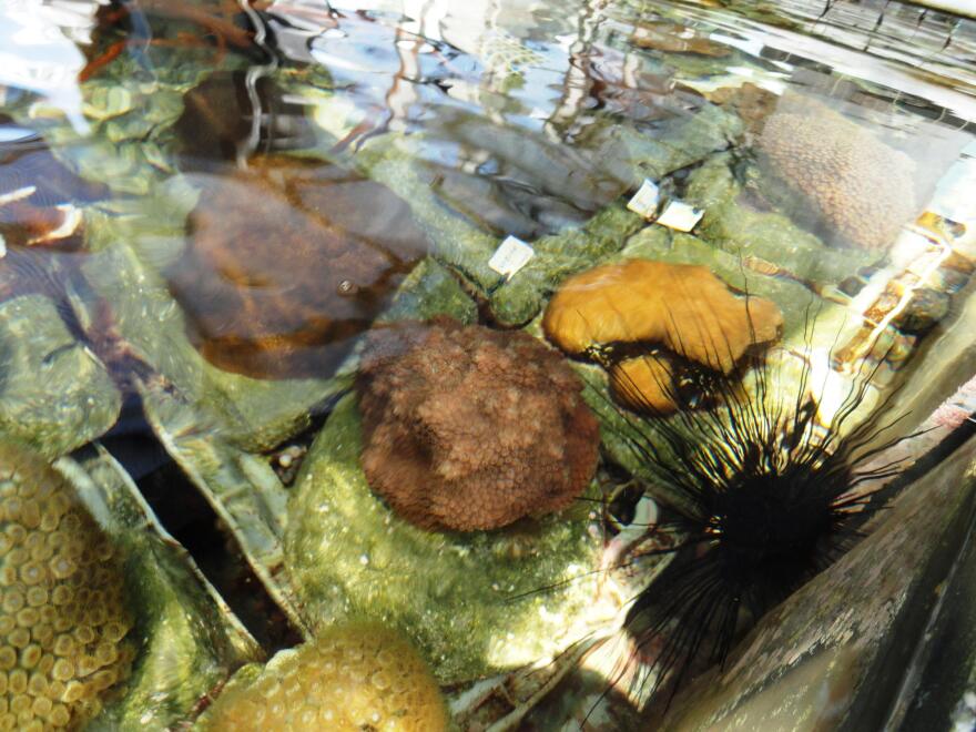 Coral being grown on the roof of the Florida Aquarium