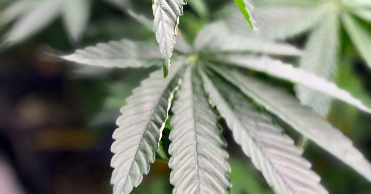 Medical marijuana may be available in Alabama by early 2026