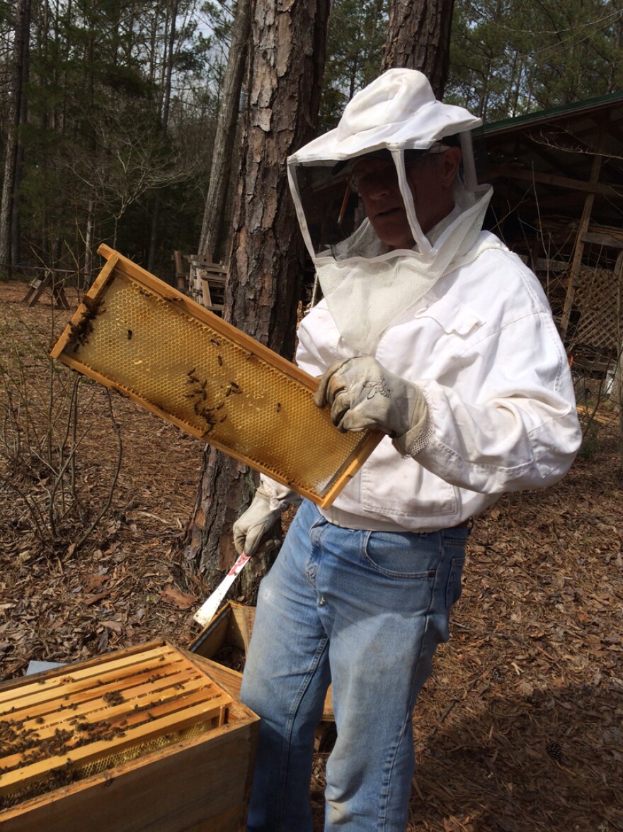 Beekeeper Kieth Henry removes a frame of bees from one of his hives.