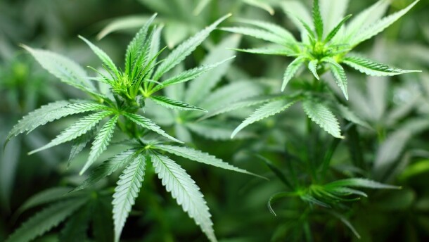 Stock image of cannabis leaves