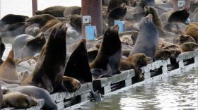 Sea lions rest at the mouth of the Columbia River before moving upriver to feast on seasonal salmon runs. CREDIT: TOM BANSE / NORTHWEST NEWS NETWORK