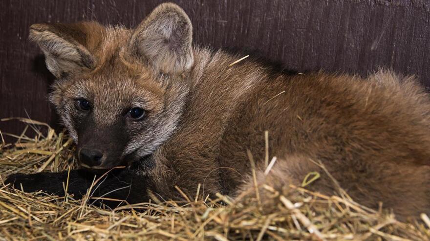 A maned wolf pup born January 5, 2018 at the Smithsonian Conservation Biology Institute in Front Royal, Virginia.