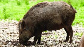 feralhog-2