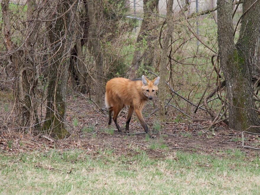 A maned wolf at the Smithsonian Conservation Biology Institute in Front Royal, Virginia.