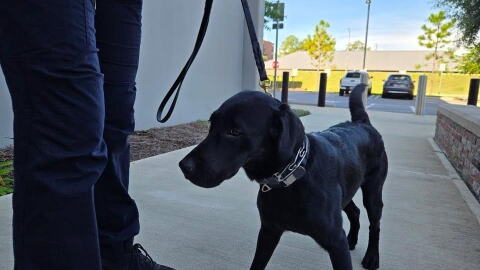 Maverick cannot stand still for long unless directed, constantly bouncing around and sniffing his environment.