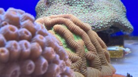 several varieties of coral in a saltwater tank at the Butterfly Pavilion in Denver
