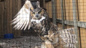 Owl in enclosure