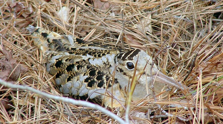 An American woodcock