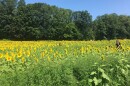 A woman sits inside a field of sunflowers.