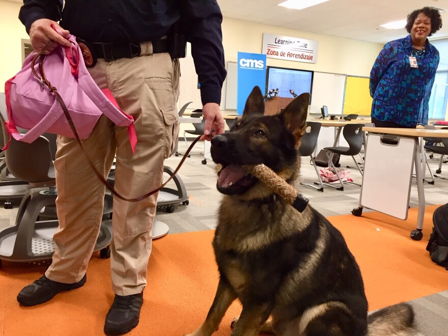 Nico, the CMS gun-sniffing dog, is rewarded with a toy after finding an unloaded gun in a book bag during a demonstration for news media.