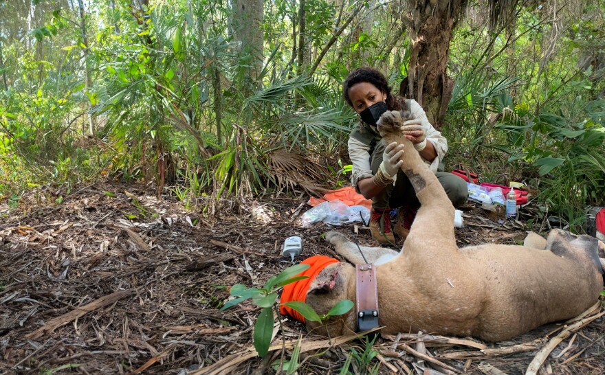  Dr. Hollis Stewart tends to a Florida panther. 