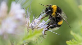 A bumblebee collects pollen from a flower. (Silas Stein/AFP via Getty Images)