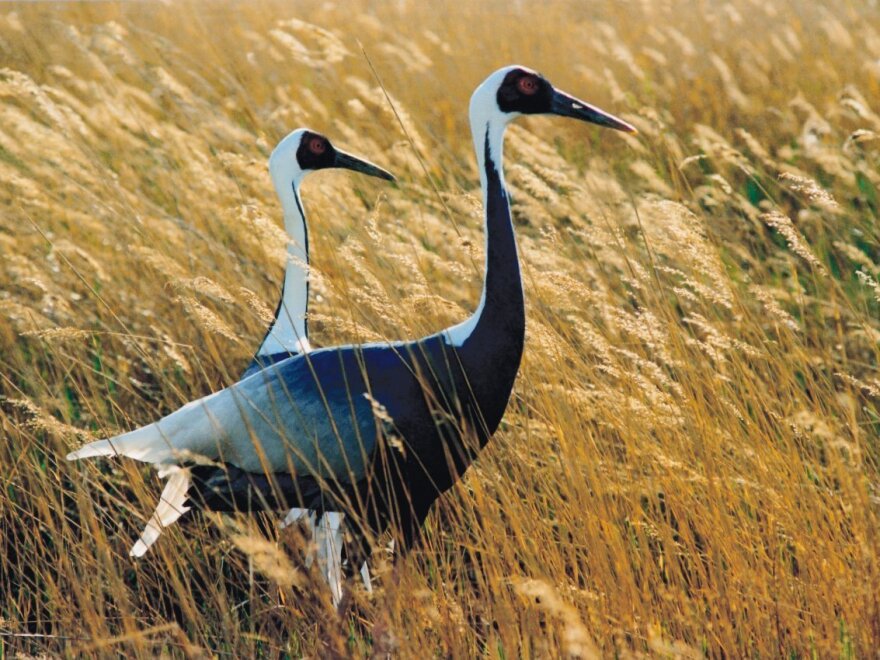 About 3,000 white-naped cranes migrate across the Korean peninsula every year — and several hundred winter over in the Demilitarized Zone between North and South Korea.