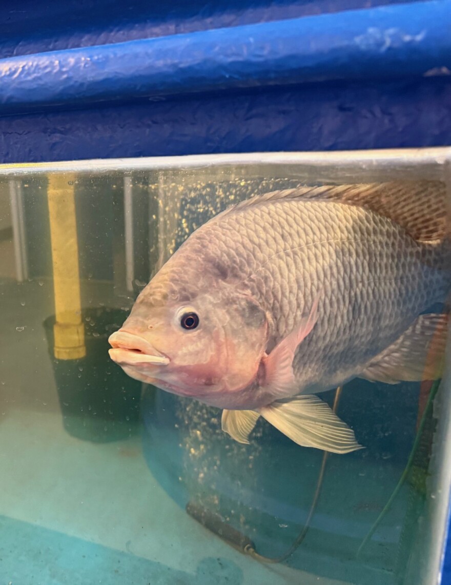 A tilapia in a fish tank