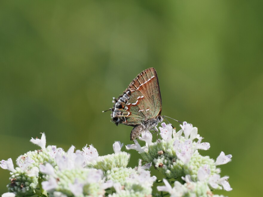 A juniper hairstreak butterfly sits atop a plant. 