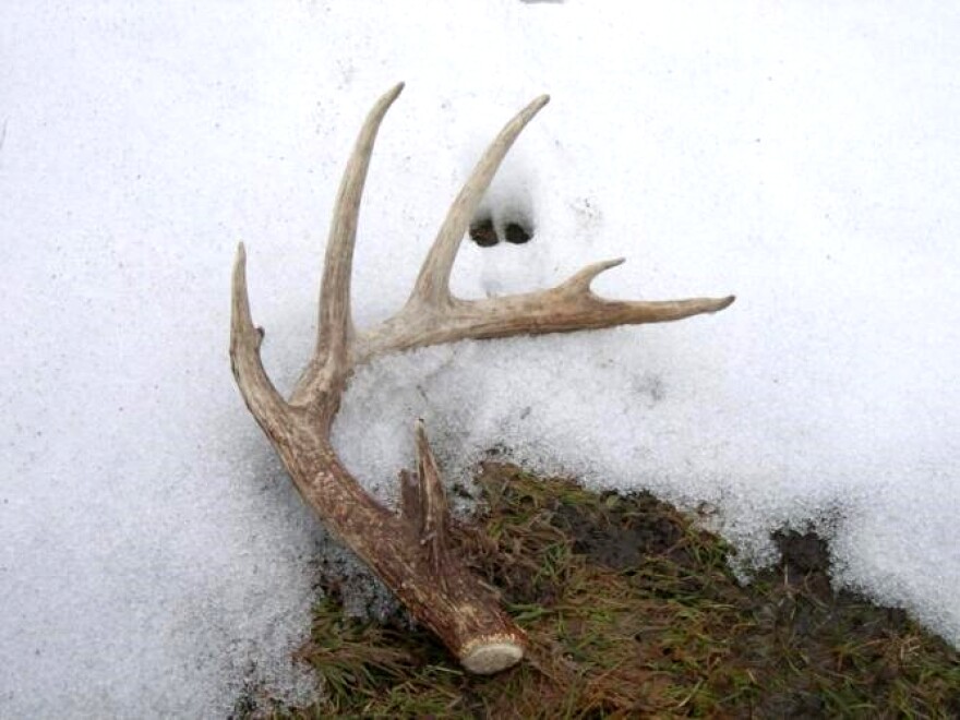 A shed antler next to a hoof print.