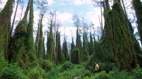  Old World climbing fern can now be found in much of Florida and has infested wild areas like the Loxahatchee National Wildlife Refuge.