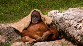 Orangutans make a “kiss-squeak” noise when they see a predator to warn each other of danger.