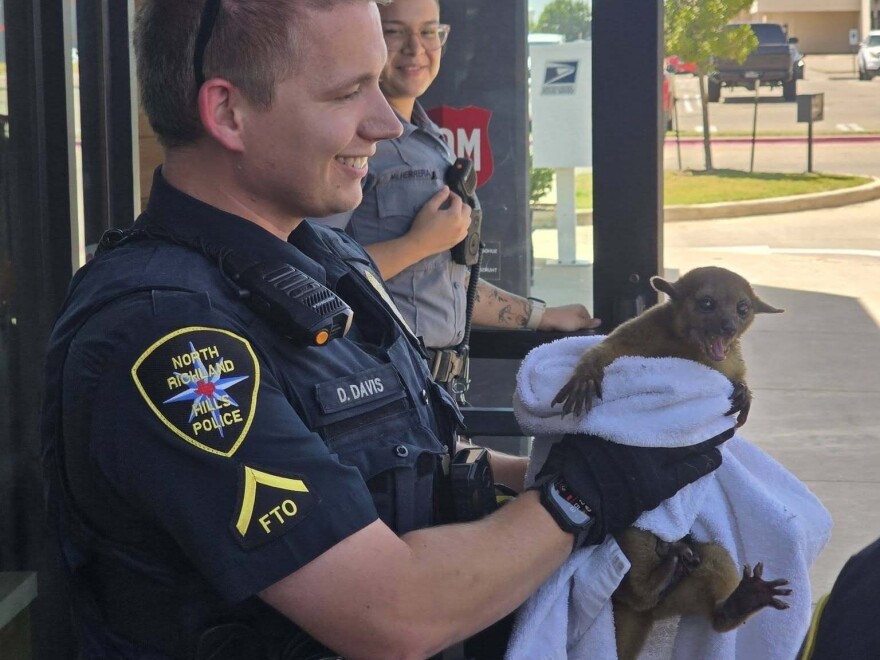 The Kinkajou rescued outside a pizza restaurant Thursday by North Richland Hills police officer Dylan Davis.