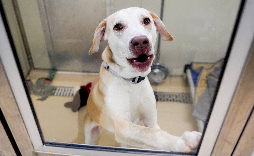 Boone, 11 months, on Tuesday at the APA Olivette Animal Shelter in Olivette.