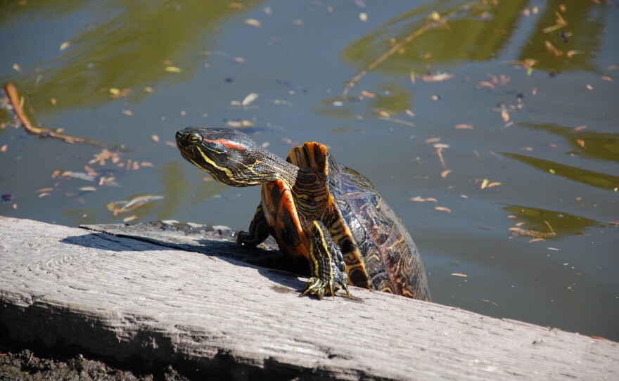 A red-eared slider