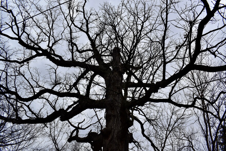 Branches extend from the 80-foot-tall Liberty Tree against a wintry sky in Kansas City’s Northeast.
