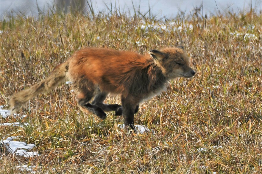 Declining species such as the fox would be helped under the Recovering America's Wildlife Act if a future Congress passes it and the president signs it.