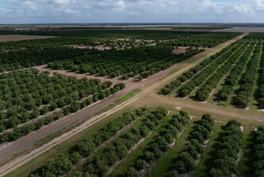 An aerial view of citrus groves at Lone Star Citrus Growers. Water necessary for citrus fruits’ recovery has been in short supply.